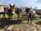 22tavs-bhutan-pics---druk-path